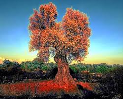 The Olve Tree